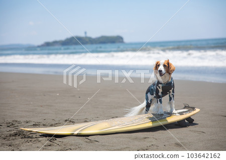 dog riding a surfboard in the ocean 103642162