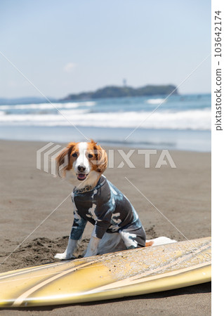 狗在海洋中騎著衝浪板 103642174