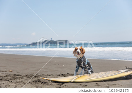 狗在海洋中騎著衝浪板 103642175