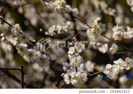 White plum blossoms in early spring White plum blossoms in early spring 103642423