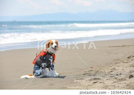 A dog wearing a life jacket and rash guard at the beach A dog wearing a life jacket and rash guard at the beach 103642424