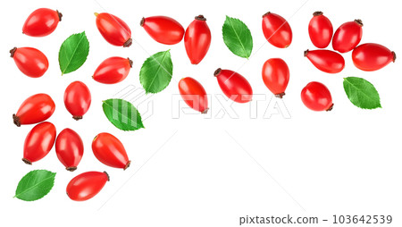 Rose hip isolated on a white background with full depth of field. Top view with copy space for your text. Flat lay. 103642539