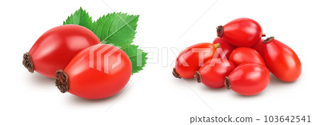 Rose hip isolated on a white background with full depth of field 103642541
