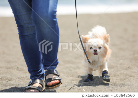 一隻狗穿著鞋和它的主人在沙灘上散步 一隻狗穿著鞋和它的主人在沙灘上散步 103642560