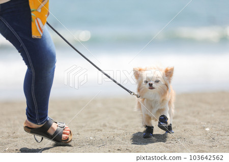 一隻狗穿著鞋和它的主人在沙灘上散步 103642562