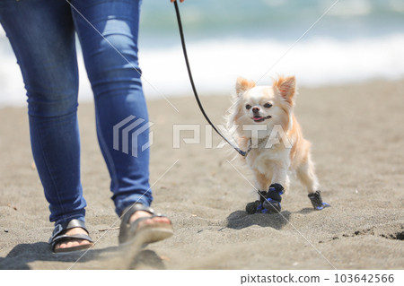 一隻狗穿著鞋和它的主人在沙灘上散步 一隻狗穿著鞋和它的主人在沙灘上散步 103642566