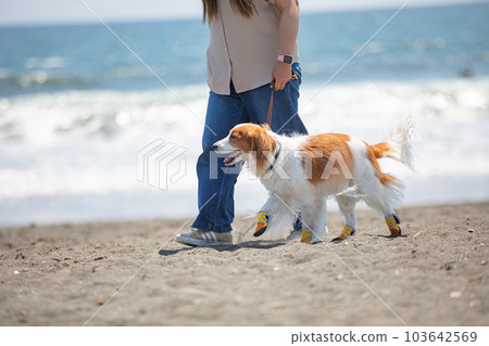 一隻狗穿著鞋和它的主人在沙灘上散步 103642569