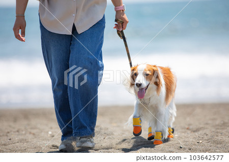 一隻狗穿著鞋和它的主人在沙灘上散步 一隻狗穿著鞋和它的主人在沙灘上散步 103642577