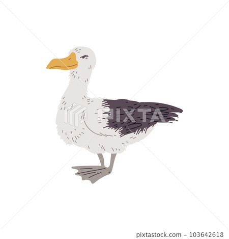 Albatross seabird, hand drawn flat vector illustration isolated on white background. 103642618