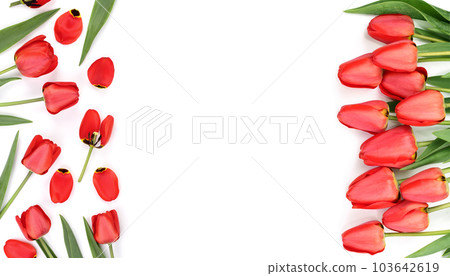 Beautiful red tulips on white background with copy space for text. Top view, flat lay 103642619