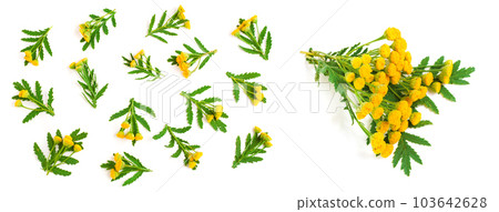 tansy with leaf isolated on a white background. Medical herb tansy with leaf isolated on a white background. Medical herb 103642628