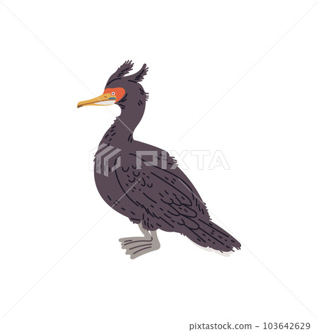 Vector illustration of an cormorant, isolated on white background Vector illustration of an cormorant, isolated on white background 103642629