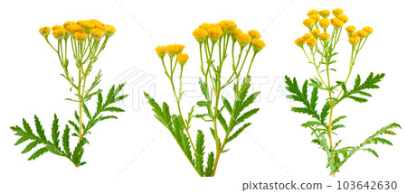 tansy isolated on a white background. Medical herb 103642630