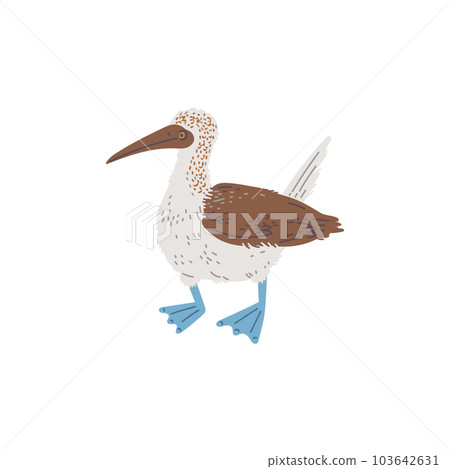 Gannet sea bird, hand drawn flat vector illustration isolated on white background. Gannet sea bird, hand drawn flat vector illustration isolated on white background. 103642631