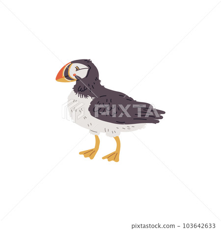 Vector illustration of an puffin, unique bird with a bright beak, isolated on white background Vector illustration of an puffin, unique bird with a bright beak, isolated on white background 103642633