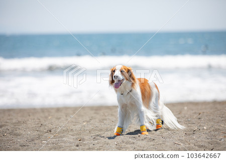 A dog walking on the beach wearing dog shoes A dog walking on the beach wearing dog shoes 103642667