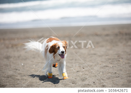 A dog walking on the beach wearing dog shoes 103642671