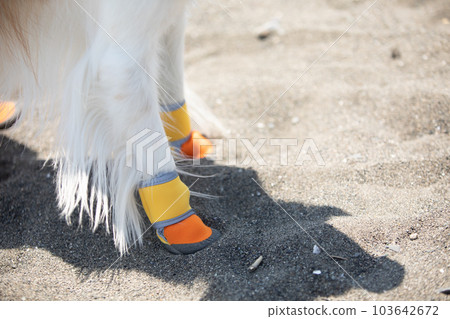 A dog walking on the beach wearing dog shoes A dog walking on the beach wearing dog shoes 103642672