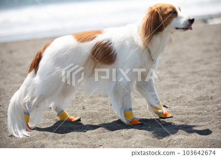 A dog walking on the beach wearing dog shoes 103642674