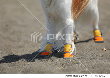 A dog walking on the beach wearing dog shoes A dog walking on the beach wearing dog shoes 103642678