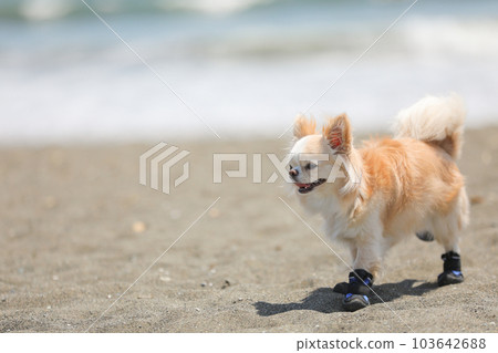 Dog shoes for hot sale the beach