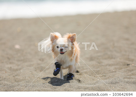 A dog walking on the beach wearing dog shoes A dog walking on the beach wearing dog shoes 103642694