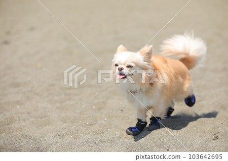A dog walking on the beach wearing dog shoes A dog walking on the beach wearing dog shoes 103642695