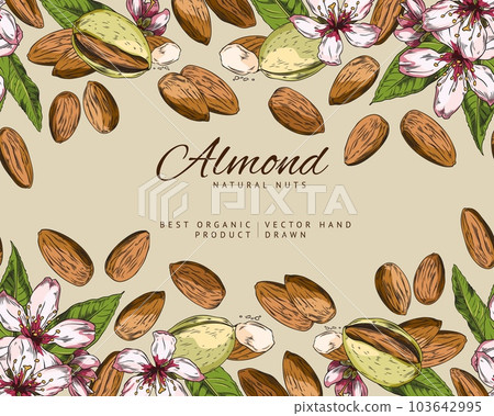 Almond nuts seamless border background, sketch hand drawn vector illustration. 103642995
