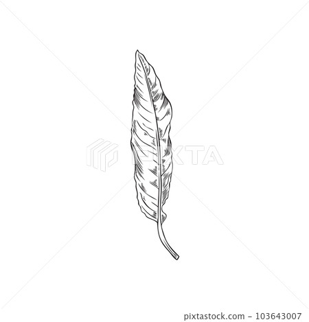 Hand drawn monochrome almond vertical leaf sketch style Hand drawn monochrome almond vertical leaf sketch style 103643007
