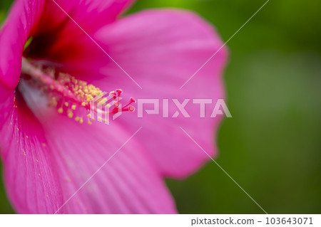 粉紅色的泰坦比斯庫斯 粉紅色的泰坦比斯庫斯 103643071
