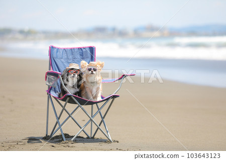 海灘戶外椅子上戴著太陽鏡和草帽的狗 海灘戶外椅子上戴著太陽鏡和草帽的狗 103643123