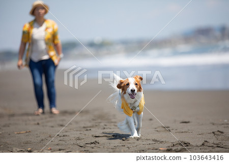 dog running happily on the beach 103643416
