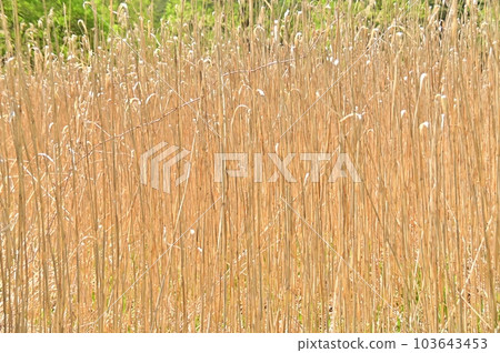 Withered grass field in the marsh 103643453