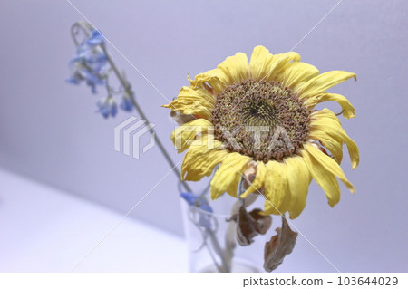 向日葵枯萎了 向日葵枯萎了 103644029