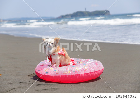 Chihuahua and floating ring in a swimsuit on the beach Chihuahua and floating ring in a swimsuit on the beach 103644052
