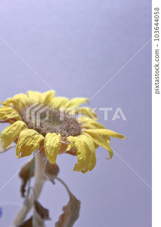 向日葵枯萎了 103644058