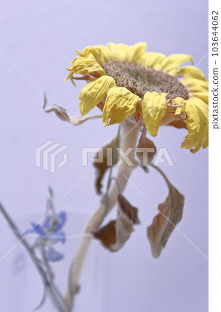 Sunflower withered Sunflower withered 103644062