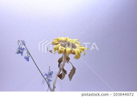 Sunflower withered 103644072