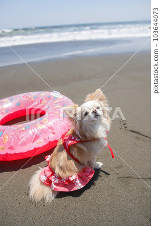 Chihuahua and floating ring in a swimsuit on the beach 103644073