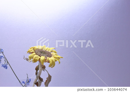 Sunflower withered Sunflower withered 103644074