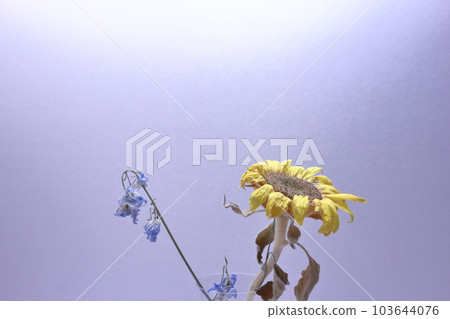 Sunflower withered Sunflower withered 103644076