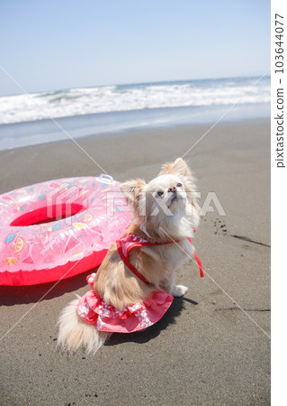 Chihuahua and floating ring in a swimsuit on the beach 103644077
