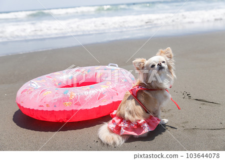 Chihuahua and floating ring in a swimsuit on the beach 103644078