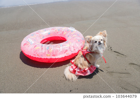 Chihuahua and floating ring in a swimsuit on the beach Chihuahua and floating ring in a swimsuit on the beach 103644079