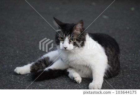 貓瞄準獵物 貓瞄準獵物 103644175