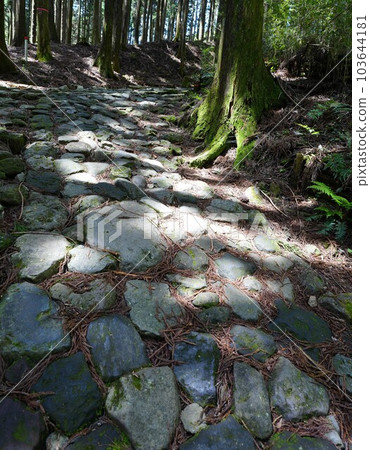 箱根舊路石頭路面 箱根舊路石頭路面 103644181