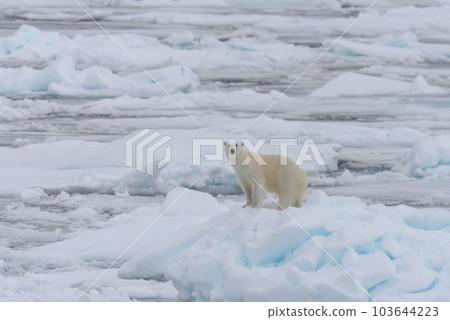 Wild polar bear on pack ice in Arctic sea Wild polar bear on pack ice in Arctic sea 103644223