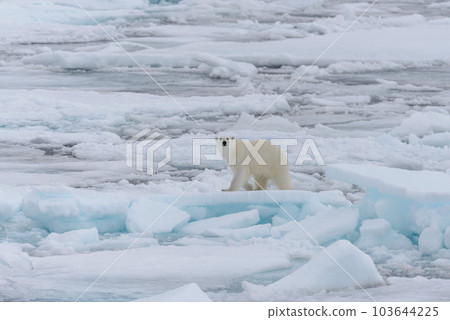 Wild polar bear on pack ice in Arctic sea Wild polar bear on pack ice in Arctic sea 103644225