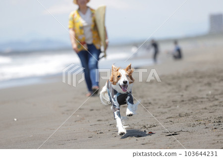 A woman with a surfboard and a dog wearing a rash guard 103644231