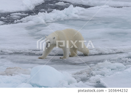 Wild polar bear on pack ice in Arctic sea Wild polar bear on pack ice in Arctic sea 103644232